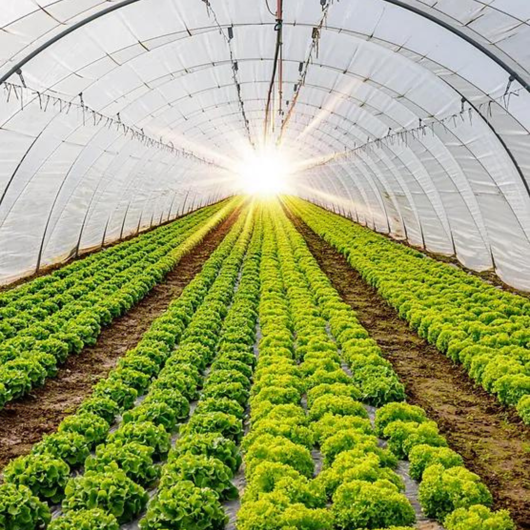 Agricultural Greenhouses