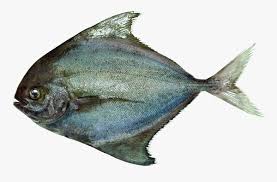 Black Pomfret Fish