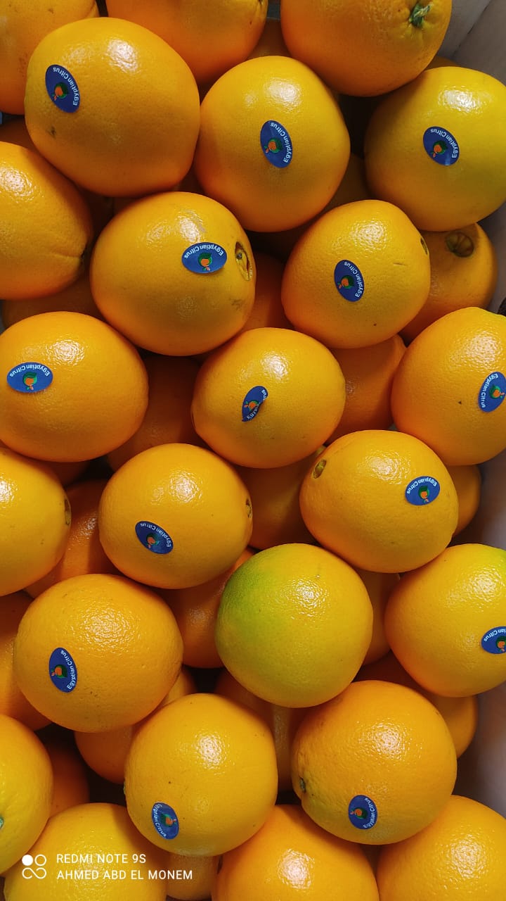 Navel orange
